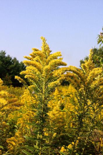 goldenrod