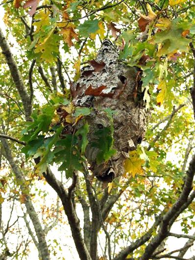 wasp nest