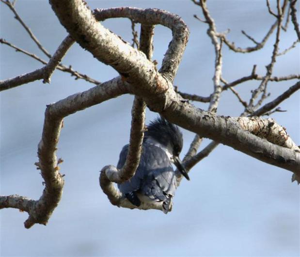 belted kingfisher