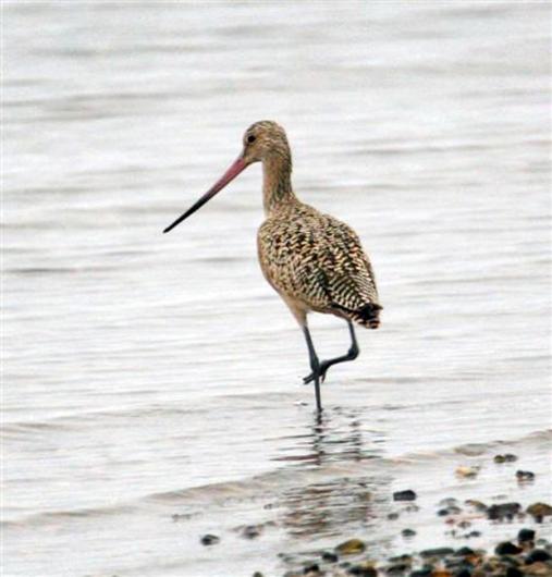 marbled godwit