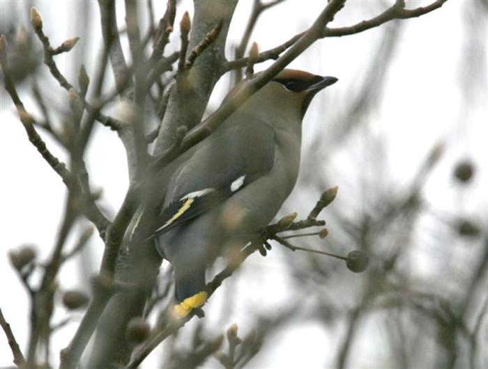 waxwing
