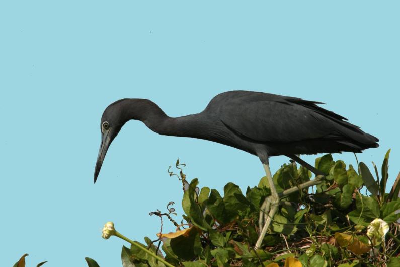 heron