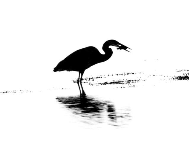 great blue heron