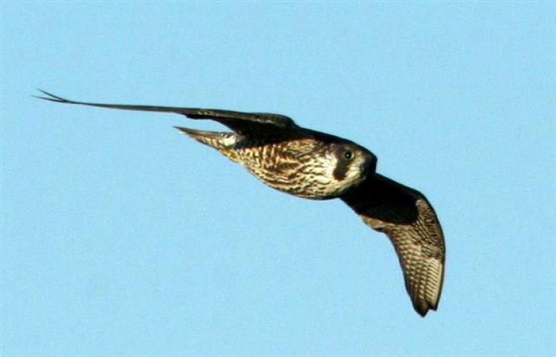 peregrine falcon