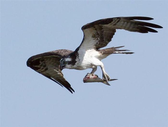 osprey