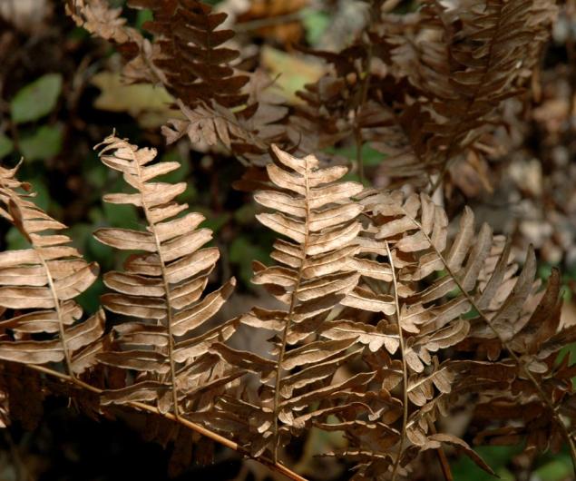 dried ferns