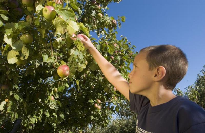 boy apple picking