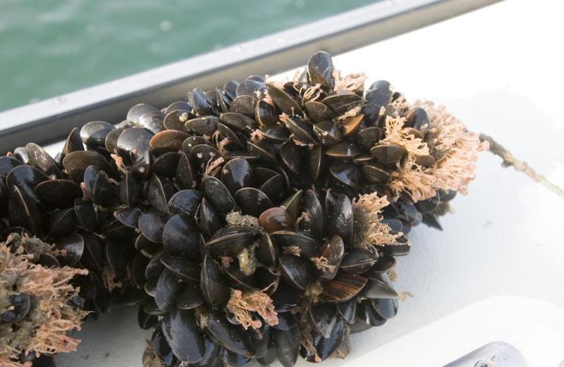 mussels