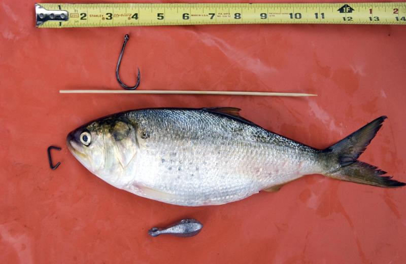 fish