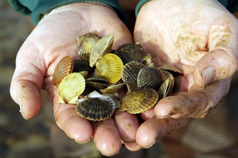 scallops