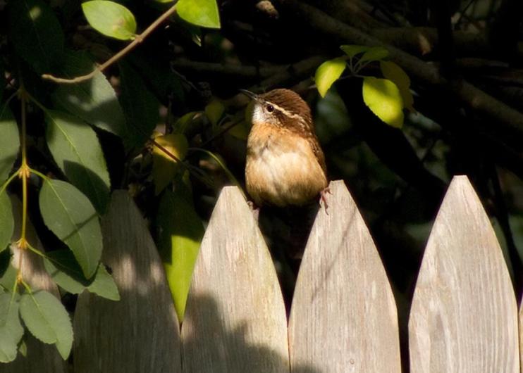 Carolina wren