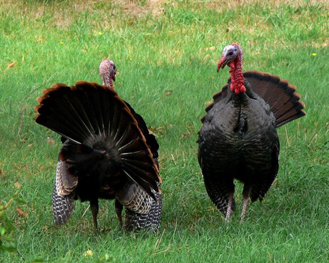 turkeys