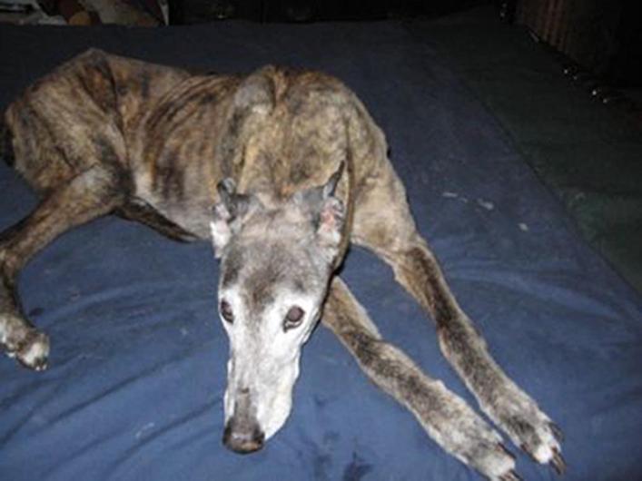greyhound