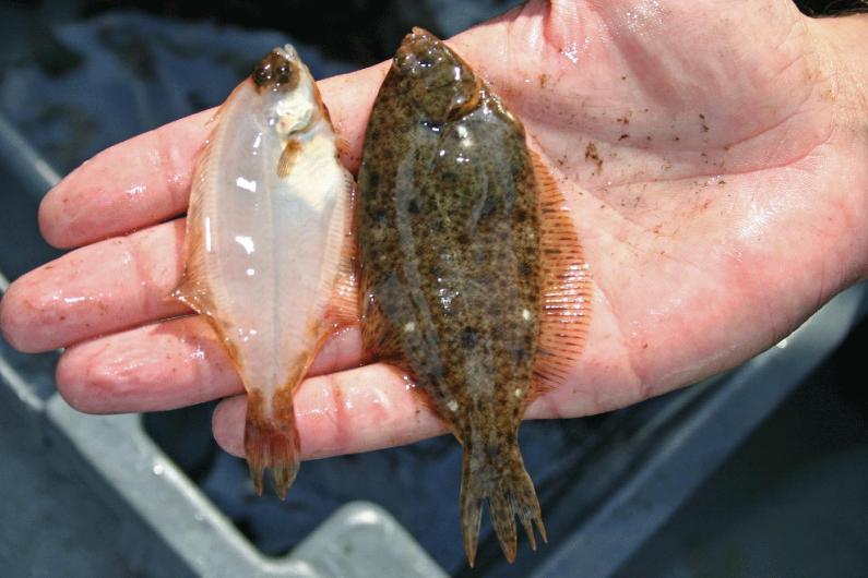 winter flounder