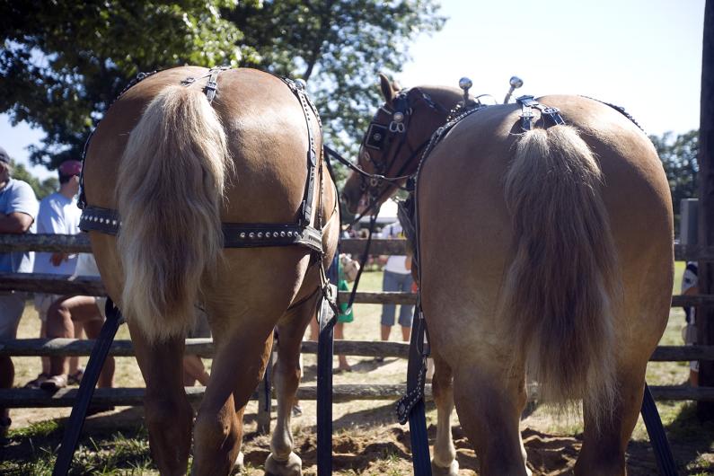 Horses at the Ag Fair