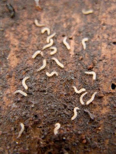cankerworms