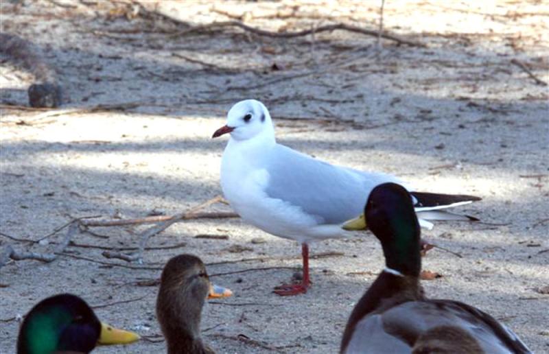 gull