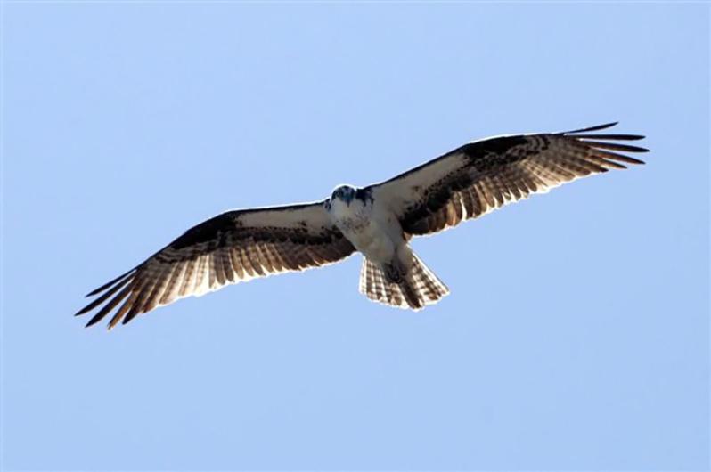 osprey