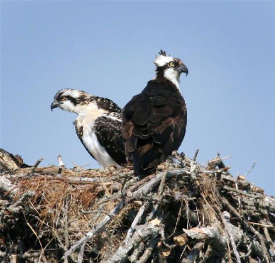 Ospreys