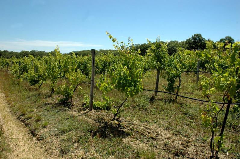 vineyard