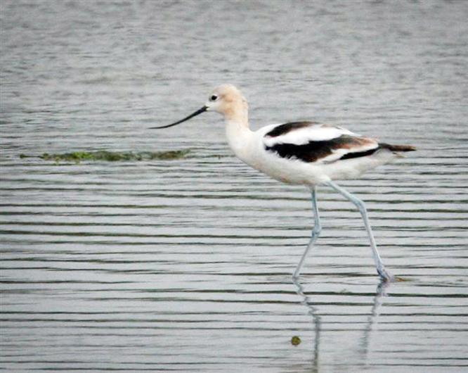 avocet