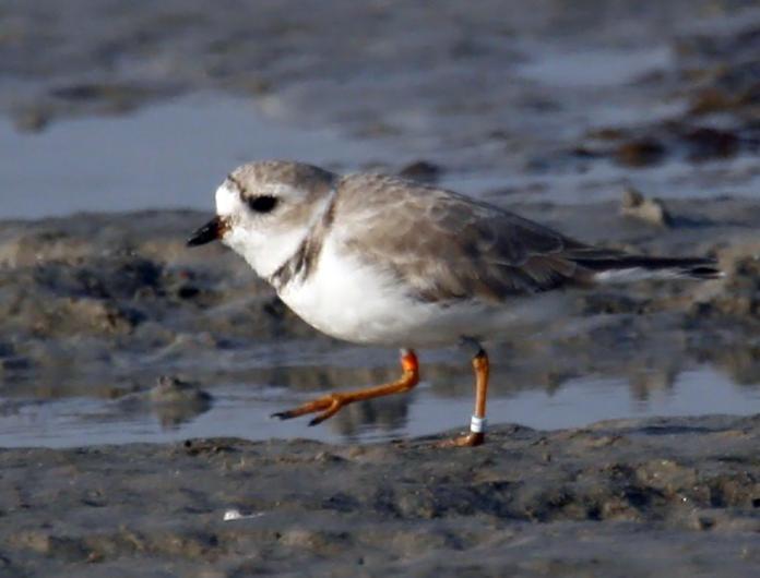 plover