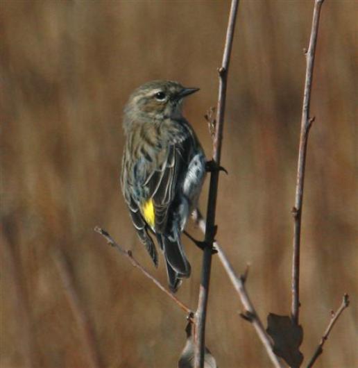 warbler