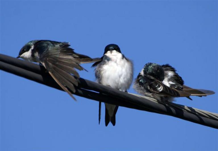 birds