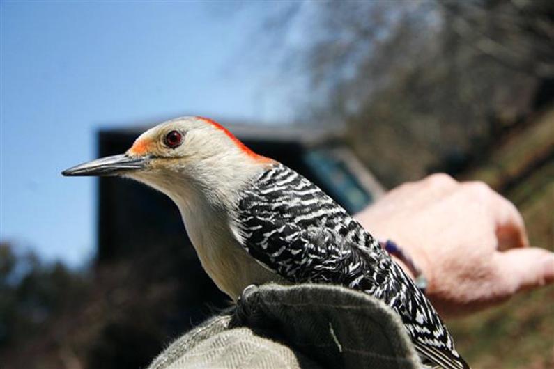 woodpecker