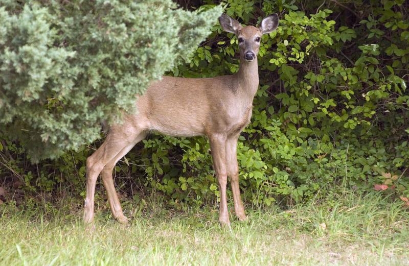 deer