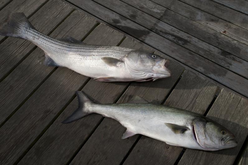 fish