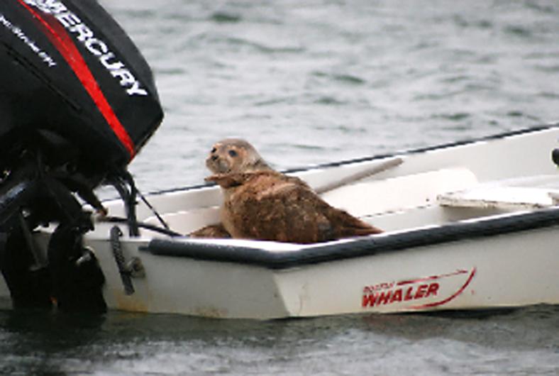 seal