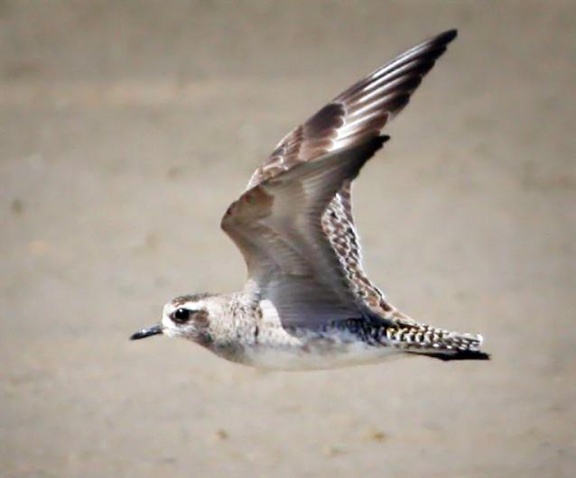 plover