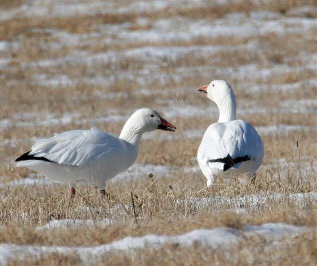 geese