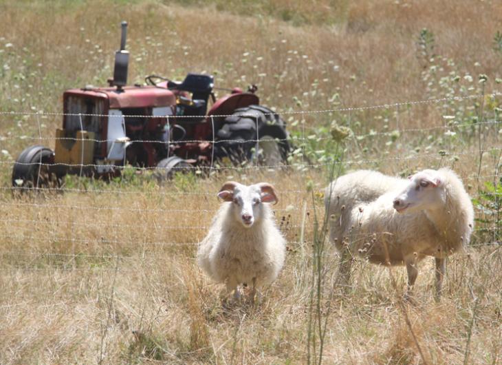 sheep