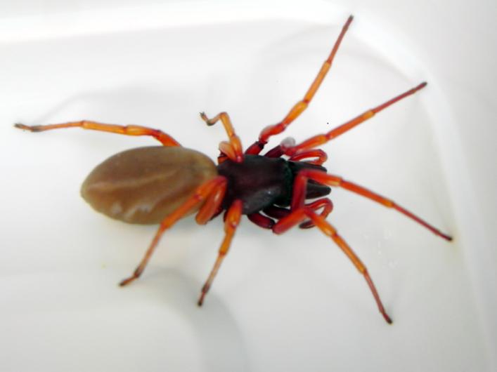 spider