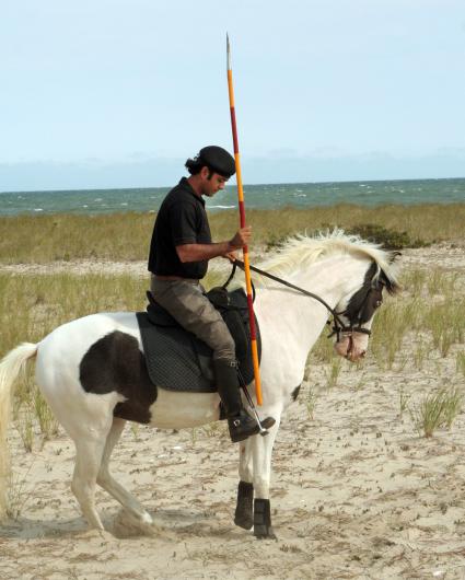 horse
