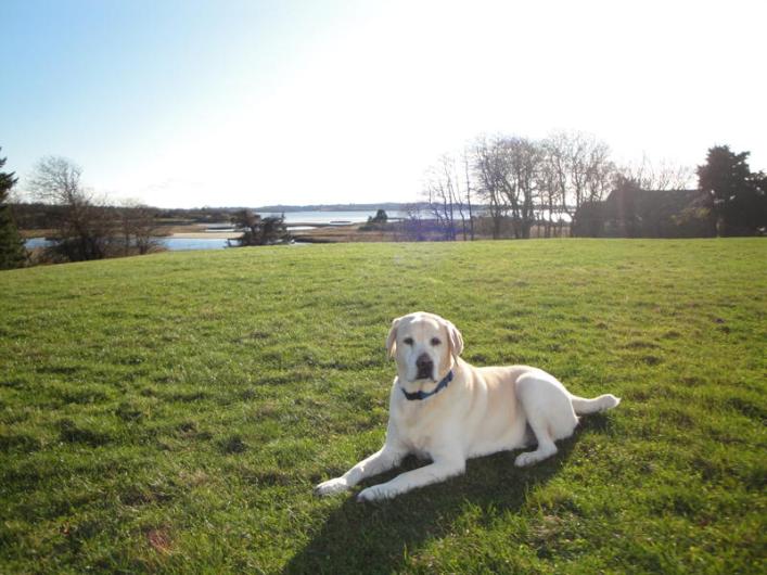 Bridger on lawn
