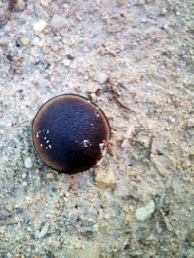 Horses Eye Hamburger Bean
