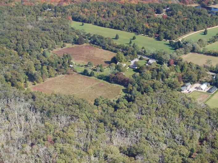 trees oak forest aerial