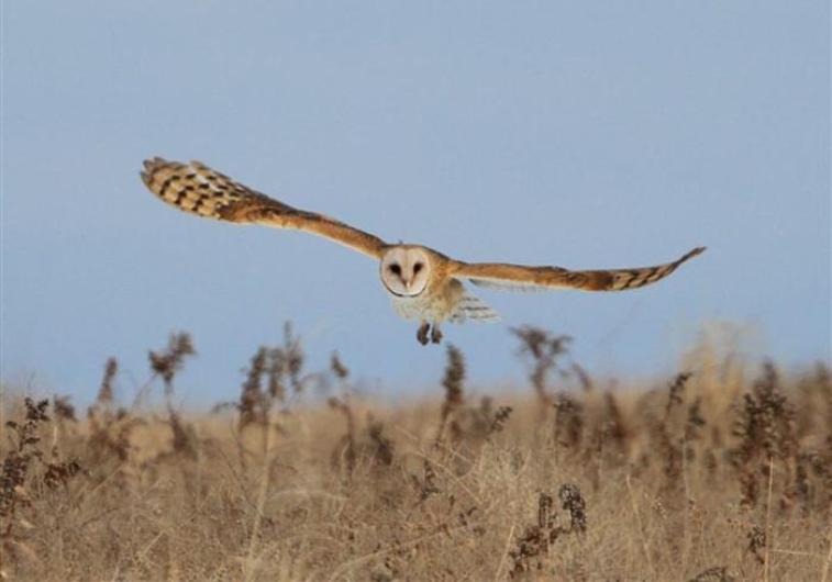 owl