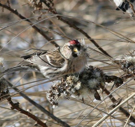 redpoll