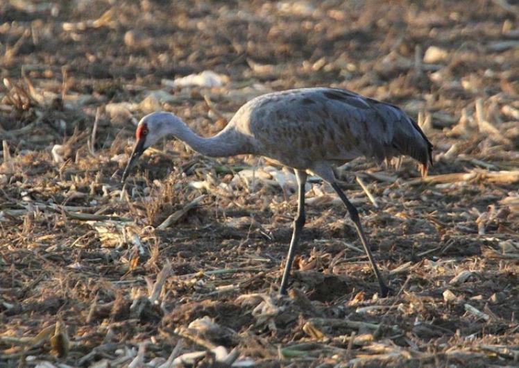 sandhill crane bird