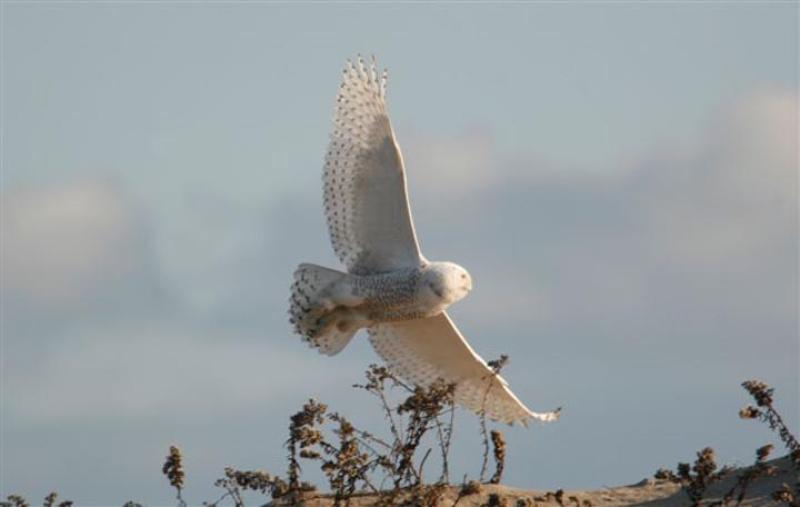 snowy owl