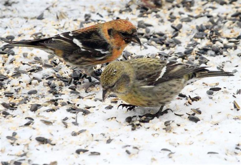 crossbills
