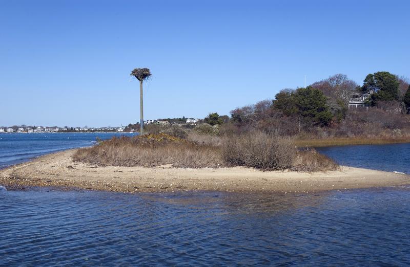 nest
