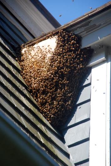 honeybees