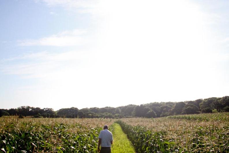 Jim Athearn corn fields