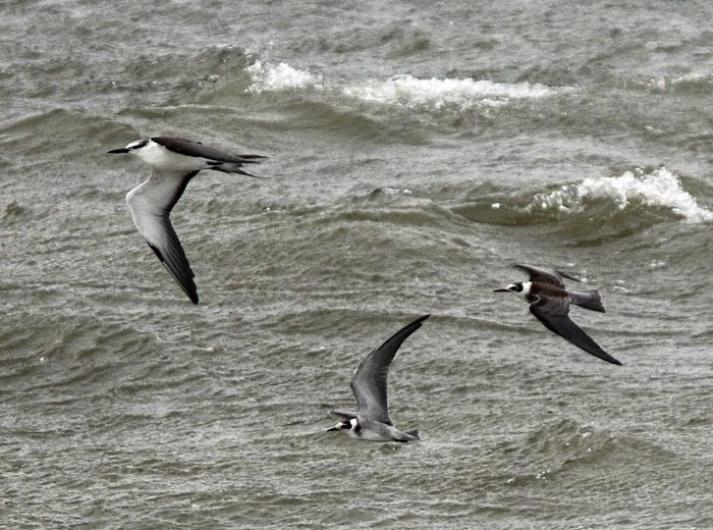 bridled tern black tern ocean