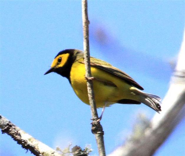 warbler